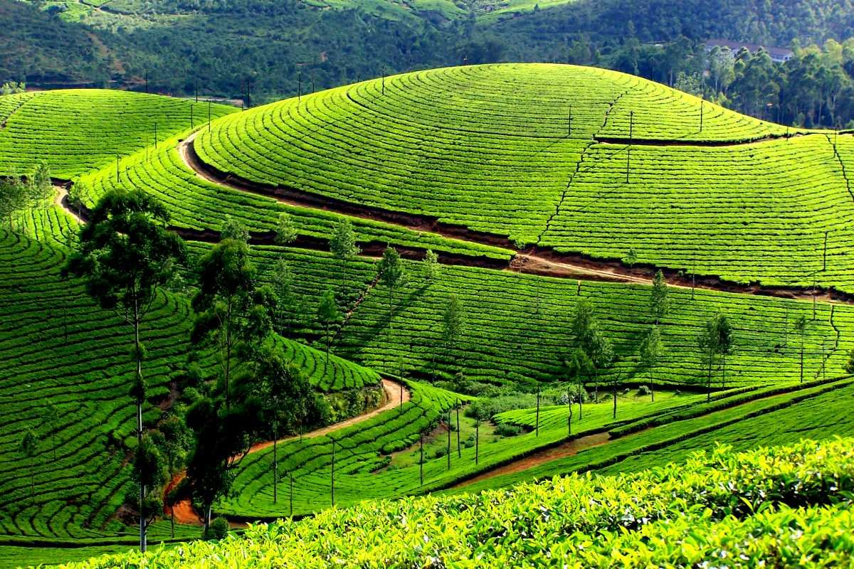 Tea Plantation Munnar